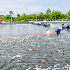 Nuôi tôm ở Cà Mau, giá cứ giảm từng ngày, có trúng mùa vẫn lỗ